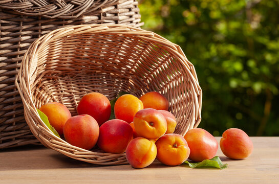 B|asket with ripe apricots on a wooden table.
