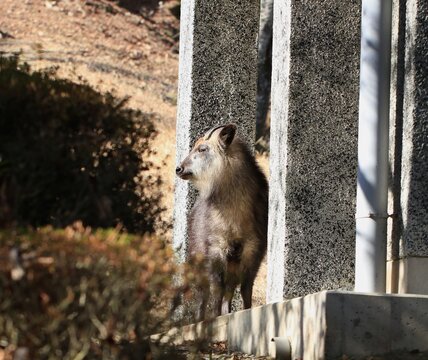 wild Japanese serow