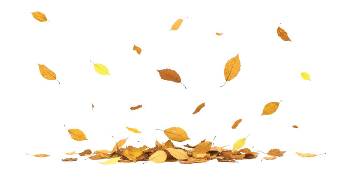 A collection of brown and yellow autumn leaves falling onto a white background, creating a seasonal design element