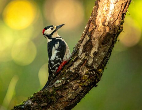 woodpecker on tree