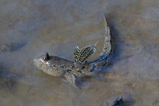 Great blue spotted mudskipper (Boleophthalmus pectinirostris) on the tidal flats of the mangrove forest near Bang Pu pier, Bangkok, Thailand. 
