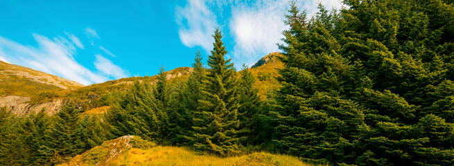 Mountain landscape, fir trees against sunset sky © vvvita