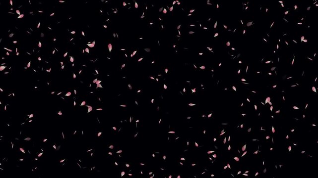 Sakura leaves falling animation on black background. Falling pink cherry blossoms. Rose petals are falling in a shower on the golden ground. Cherry blossom flower petals flying animation.