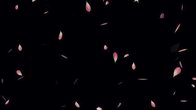 Sakura leaves falling animation on black background. Falling pink cherry blossoms. Rose petals are falling in a shower on the golden ground. Cherry blossom flower petals flying animation.