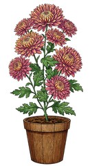 鉢植えのピンクの菊の花束