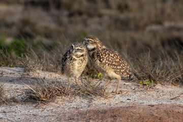 Pair of burrowing owls&nbsp;(Athene cunicularia), also called the&nbsp;shoco. One appears to be kissing the other. 
. 
