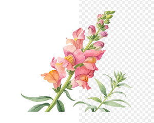 Watercolor Antirrhinum Blossom, Cheerful Cottage Floral Vector Isolated on White