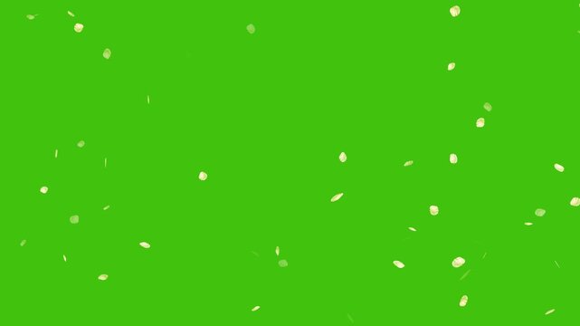 Soft floral cherry blossom spray animation on green screen background. Romantic spring- Cherry blossoms gently falling down. Rose petals fall like rain. Cherry blossom petals falling loop animation.