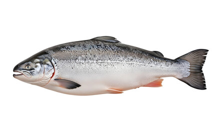 A large silver fish with a black background