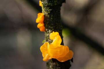 Tremella mesenterica