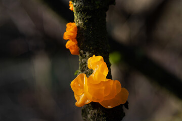 Tremella mesenterica