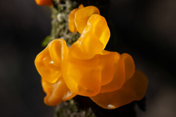 Tremella mesenterica