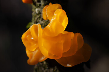 Tremella mesenterica
