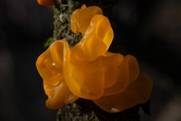 Tremella mesenterica