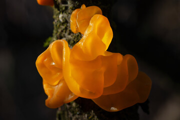 Tremella mesenterica