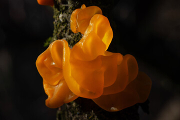 Tremella mesenterica