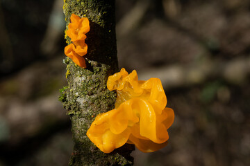 Tremella mesenterica