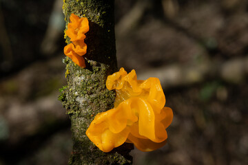 Tremella mesenterica