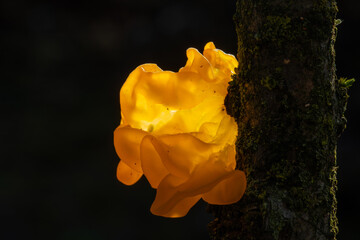 Tremella mesenterica