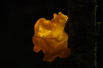 Tremella mesenterica
