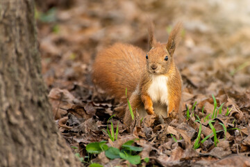 squirrel in the forest
