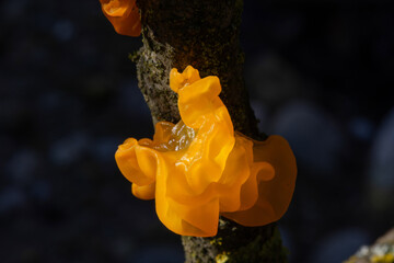 Tremella mesenterica