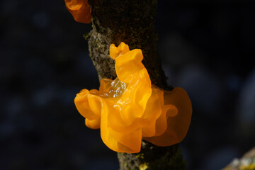 Tremella mesenterica