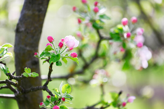 Pink apple tree blossoms with buds on branch in spring orchard. Fruit tree flowering, soft bokeh, macro detail, seasonal bloom, garden nature