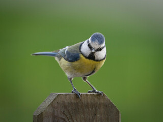 Fototapeta premium Blue Tit perched on the fence
