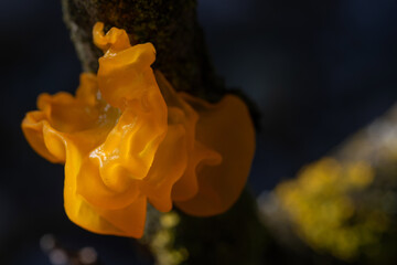 Tremella mesenterica