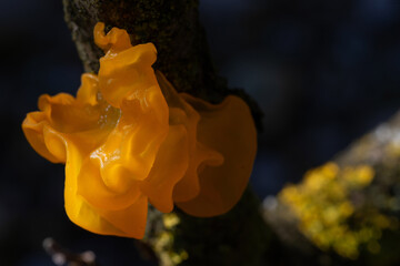 Tremella mesenterica