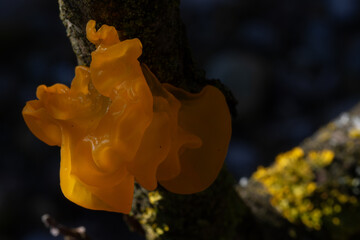 Tremella mesenterica