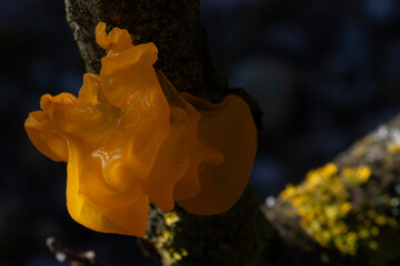 Tremella mesenterica