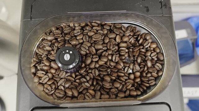 Coffee grinder hopper filled with freshly roasted beans from small artisan roastery.