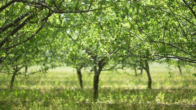 Agriculture. green garden trees summer with green leaves just after flowering general plan. agriculture business crop concept. tree trunks in orchard landscape nature. farming gardening general plan