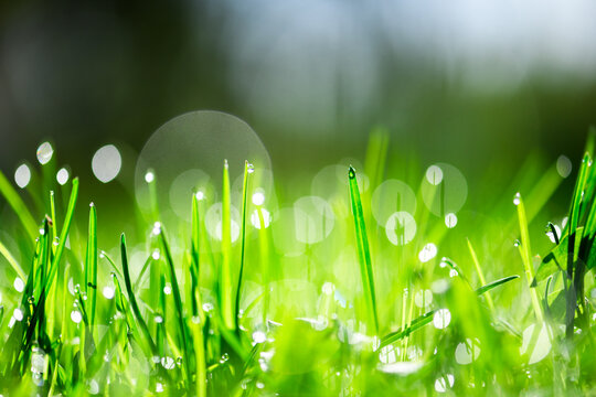 Fresh green grass blades with sparkling dew drops in sunlight. Spring morning, macro nature, water droplets, bright bokeh, freshness concept