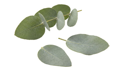 Eucalyptus leaves branch isolated. Botanical  background.