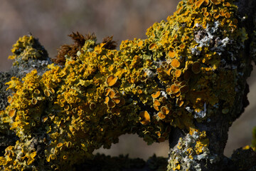 Xanthoria parietina
