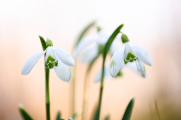 Naklejka premium Close up of blooming snowdrops with soft pastel background and gentle natural light. Minimal floral composition, early season blossom, springtime freshness, selective focus