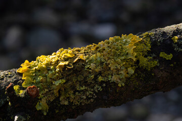 Xanthoria parietina