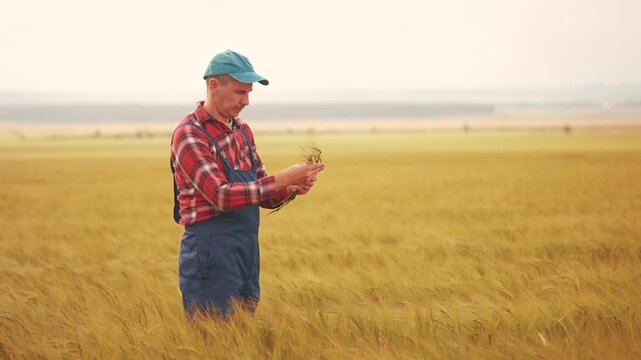 Agriculture. farmer working in the field holding spikelets of wheat. agriculture business farm concept. farmer man in overalls examines spikelets of wheat works in an agricultural field lifestyle