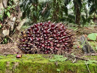 Oil palm fruit after Harvest