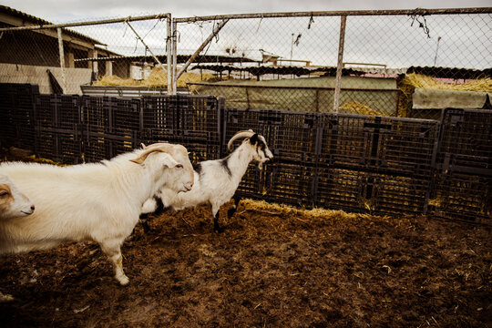 domestic goats walking in muddy farmyard near fence and storage crates. Authentic livestock farming environment showing traditional agricultural activity.