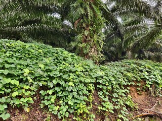 Mucuna bracteata plants around oil palm trees