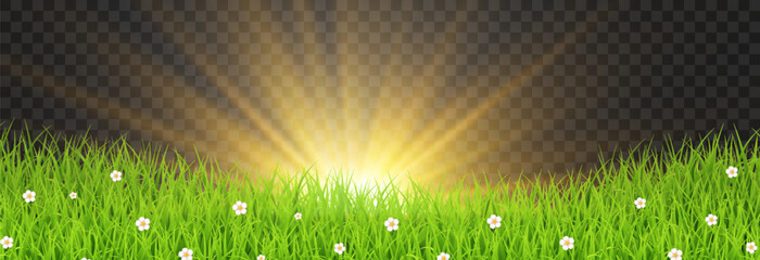 Golden sunrise over green grass field with sun rays isolated on transparent png background, spring meadow nature vector illustration