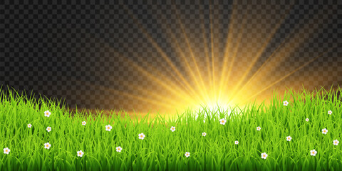 Obraz premium Golden sunrise over green grass field with sun rays isolated on transparent png background, spring meadow nature vector illustration