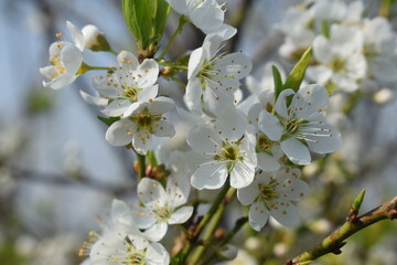 Plum blossom, Prunus armeniaca, A closeup of Prunus armeniaca blossom.Apricot tree blooming on a sunny spring day at the Lake of Geneva, being pollinated by bumblebees, a fruit from several tree