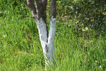 Whitewashing the bark of trees in park. Protection of tree bark in the city. Natural, Beautiful sunset lights over the orchard of trees with painted trunks in white.Spring garden maintenance with whit