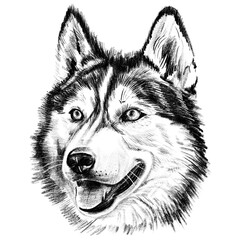 Black and white hand-drawn illustration of a husky dog head in cross-hatching technique. Detailed portrait with expressive eyes and thick fur. Isolated on light background. © Alena Sid
