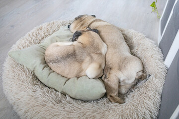 Obraz premium Two Adorable Pugs Sleeping Together in Their Bed